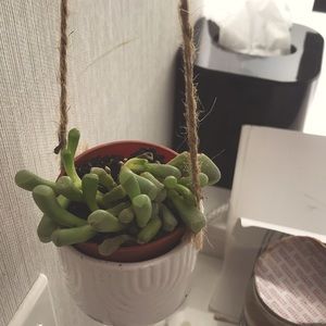 Succulent by Nature in All Her Quiet Moments: Not for sale today